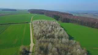 Link to Video | landscape, tree, bird's-eye view, Rhineland-Palatinate, spring, vegetation, aerial shot, Onsdorf, nature, Saargau