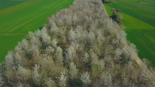 Link to Video | landscape, tree, bird's-eye view, Rhineland-Palatinate, spring, vegetation, aerial shot, Onsdorf, nature, Saargau