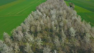 Link to Video | landscape, tree, bird's-eye view, Rhineland-Palatinate, spring, vegetation, aerial shot, Onsdorf, nature, Saargau