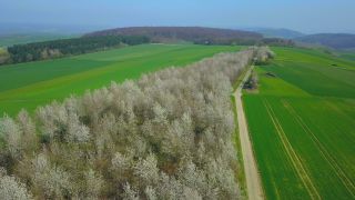 Link to Video | landscape, tree, bird's-eye view, Rhineland-Palatinate, spring, vegetation, aerial shot, Onsdorf, nature, Saargau
