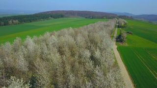 Link zum Video | Landschaft, Baum, Vogelperspektive, Rheinland-Pfalz, Frühling, Vegetation, Luftaufnahme, Onsdorf, Natur, Saargau