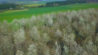 Link to Video | landscape, tree, bird's-eye view, Rhineland-Palatinate, spring, vegetation, aerial shot, Onsdorf, nature, Saargau