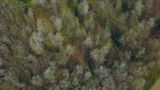 Link to Video | landscape, tree, bird's-eye view, Rhineland-Palatinate, spring, vegetation, aerial shot, Onsdorf, nature, Saargau