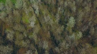 Link to Video | landscape, tree, bird's-eye view, Rhineland-Palatinate, spring, vegetation, aerial shot, Onsdorf, nature, Saargau