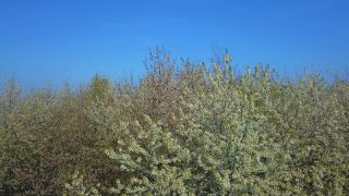 Link zum Video | Landschaft, Baum, Vogelperspektive, Rheinland-Pfalz, Frühling, Vegetation, Luftaufnahme, Onsdorf, Natur, Saargau