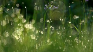Link to Video | spring, flora, vegetation, flora and fauna, season, meadow, nature, Wiese