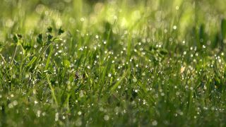 Link to Video | spring, flora, vegetation, flora and fauna, season, meadow, nature, Wiese