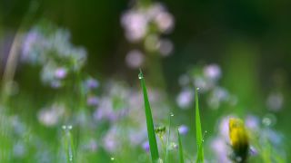 Link to Video | spring, flora, vegetation, flora and fauna, season, meadow, nature, Wiese