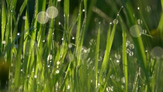 Link to Video | spring, flora, vegetation, flora and fauna, season, meadow, nature, Wiese