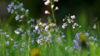 Link to Video | spring, flora, vegetation, flora and fauna, season, meadow, nature, Wiese