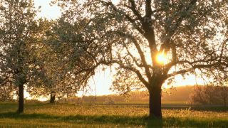 Link to Video | landscape, tree, Saarland, spring, Germany, vegetation, sunrise, Weiten, morning, nature, backlighting