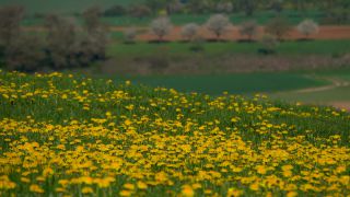 Link to Video | spring, flora, vegetation, flora and fauna, season, meadow, nature, Wiese