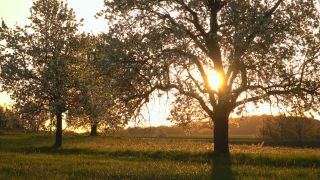 Link to Video | landscape, tree, Saarland, spring, Germany, vegetation, sunrise, Weiten, morning, nature, backlighting