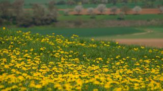 Link to Video | spring, flora, vegetation, flora and fauna, season, meadow, nature, Wiese