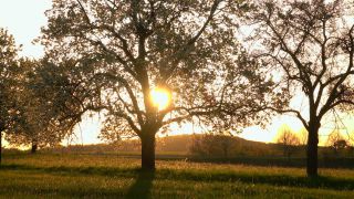 Link to Video | landscape, tree, Saarland, spring, Germany, vegetation, sunrise, Weiten, morning, nature, backlighting