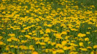 Link zum Video | Frühling, Flora, Vegetation, Flora und Fauna, Jahreszeit, Wiese, Natur, Wiese