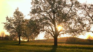Link zum Video | Landschaft, Baum, Saarland, Frühling, Deutschland, Vegetation, Sonnenaufgang, Weiten, Morgen, Natur, Gegenlicht