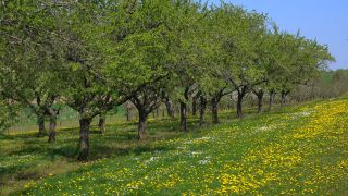 Link to Video | landscape, tree, Rhineland-Palatinate, spring, Germany, vegetation, season, Fisch, nature, fruit tree, Saargau