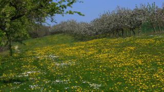Link to Video | landscape, tree, Rhineland-Palatinate, spring, Germany, vegetation, season, Fisch, nature, fruit tree, Saargau