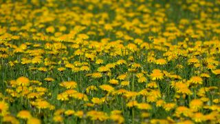 Link to Video | spring, flora, vegetation, flora and fauna, season, meadow, nature, Wiese