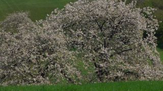 Link to Video | landscape, tree, Rhineland-Palatinate, spring, Germany, vegetation, season, Fisch, nature, fruit tree, Saargau