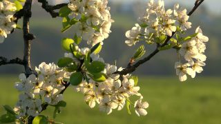 Link to Video | landscape, tree, spring, vegetation, flower, nature, fruit tree