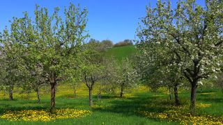 Link to Video | landscape, tree, Rhineland-Palatinate, spring, Germany, vegetation, season, Fisch, nature, fruit tree, Saargau