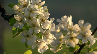 Link to Video | landscape, tree, spring, vegetation, flower, nature, fruit tree