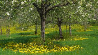 Link to Video | landscape, tree, Rhineland-Palatinate, spring, Germany, vegetation, season, Fisch, nature, fruit tree, Saargau