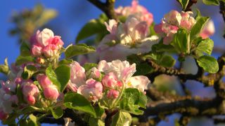 Link to Video | landscape, tree, spring, vegetation, flower, nature, fruit tree