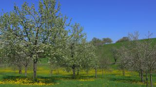 Link to Video | landscape, tree, Rhineland-Palatinate, spring, Germany, vegetation, season, Fisch, nature, fruit tree, Saargau
