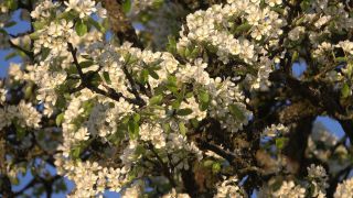 Link to Video | landscape, tree, spring, vegetation, flower, nature, fruit tree