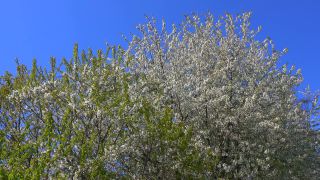 Link to Video | landscape, tree, Rhineland-Palatinate, spring, Germany, vegetation, season, Fisch, nature, fruit tree, Saargau