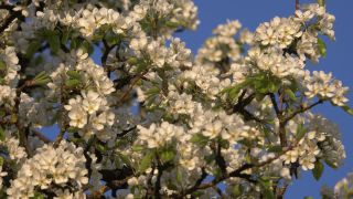 Link to Video | landscape, tree, spring, vegetation, flower, nature, fruit tree
