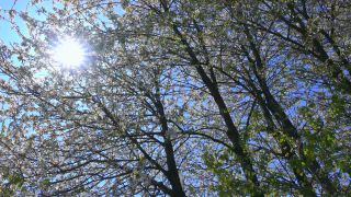 Link to Video | landscape, tree, Rhineland-Palatinate, spring, Germany, vegetation, season, Fisch, nature, fruit tree, Saargau