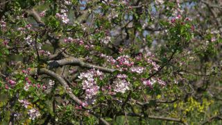Link to Video | landscape, tree, spring, vegetation, flower, nature, fruit tree