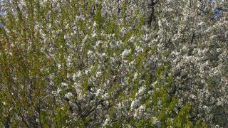 Link to Video | landscape, tree, Rhineland-Palatinate, spring, Germany, vegetation, season, Fisch, nature, fruit tree, Saargau