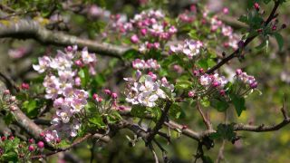 Link to Video | landscape, tree, spring, vegetation, flower, nature, fruit tree