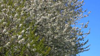 Link to Video | landscape, tree, Rhineland-Palatinate, spring, Germany, vegetation, season, Fisch, nature, fruit tree, Saargau