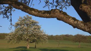 Link to Video | landscape, tree, spring, vegetation, flower, nature, fruit tree