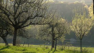 Link to Video | landscape, tree, spring, vegetation, flower, nature, fruit tree