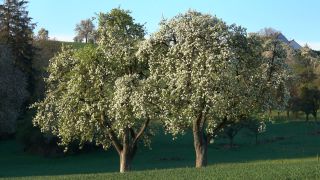 Link to Video | landscape, tree, spring, vegetation, flower, nature, fruit tree