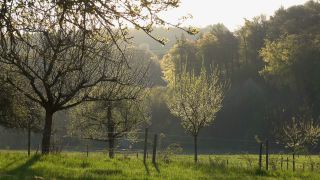 Link to Video | landscape, tree, spring, vegetation, flower, nature, fruit tree
