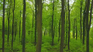 Link to Video | landscape, renewable resource, bird's-eye view, Rhineland-Palatinate, Germany, vegetation, environmental effects, Fagus, Waldzustandsbericht, wood, forest protection, ecosystem, forestry, forest, aerial shot, Freudenburg, nature, environmental protection, Saargau