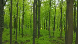 Link to Video | landscape, renewable resource, bird's-eye view, Rhineland-Palatinate, Germany, vegetation, environmental effects, Fagus, Waldzustandsbericht, wood, forest protection, ecosystem, forestry, forest, aerial shot, Freudenburg, nature, environmental protection, Saargau