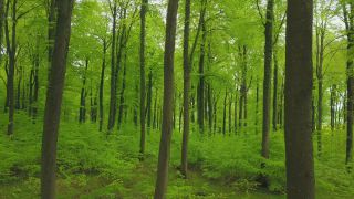 Link to Video | landscape, renewable resource, bird's-eye view, Rhineland-Palatinate, Germany, vegetation, environmental effects, Fagus, Waldzustandsbericht, wood, forest protection, ecosystem, forestry, forest, aerial shot, Freudenburg, nature, environmental protection, Saargau