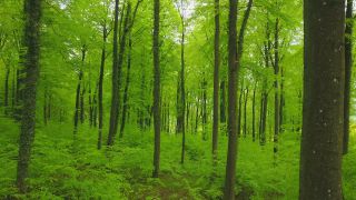 Link to Video | landscape, renewable resource, bird's-eye view, Rhineland-Palatinate, Germany, vegetation, environmental effects, Fagus, Waldzustandsbericht, wood, forest protection, ecosystem, forestry, forest, aerial shot, Freudenburg, nature, environmental protection, Saargau