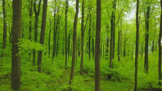 Link to Video | landscape, renewable resource, bird's-eye view, Rhineland-Palatinate, Germany, vegetation, environmental effects, Fagus, Waldzustandsbericht, wood, forest protection, ecosystem, forestry, forest, aerial shot, Freudenburg, nature, environmental protection, Saargau