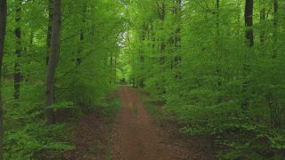 Link to Video | landscape, renewable resource, bird's-eye view, Rhineland-Palatinate, Germany, vegetation, environmental effects, Fagus, Waldzustandsbericht, wood, forest protection, ecosystem, forestry, forest, aerial shot, Freudenburg, nature, environmental protection, Saargau