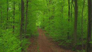 Link to Video | landscape, renewable resource, bird's-eye view, Rhineland-Palatinate, Germany, vegetation, environmental effects, Fagus, Waldzustandsbericht, wood, forest protection, ecosystem, forestry, forest, aerial shot, Freudenburg, nature, environmental protection, Saargau